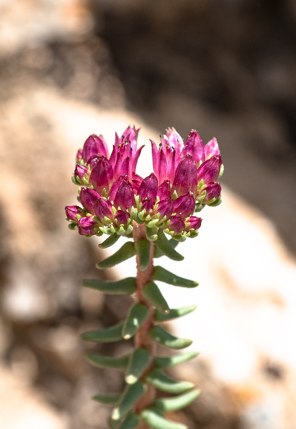 Изображение особи род Pseudosedum.