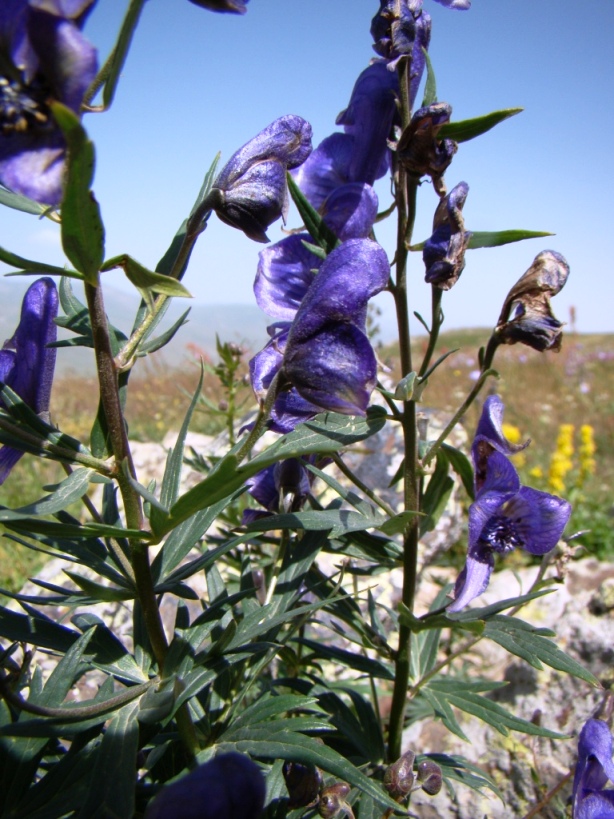 Изображение особи Aconitum nasutum.