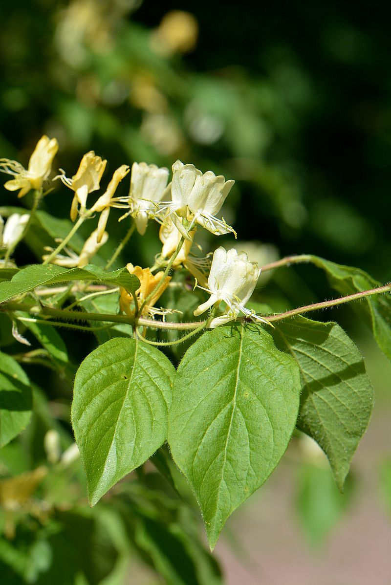 Изображение особи Lonicera chrysantha.