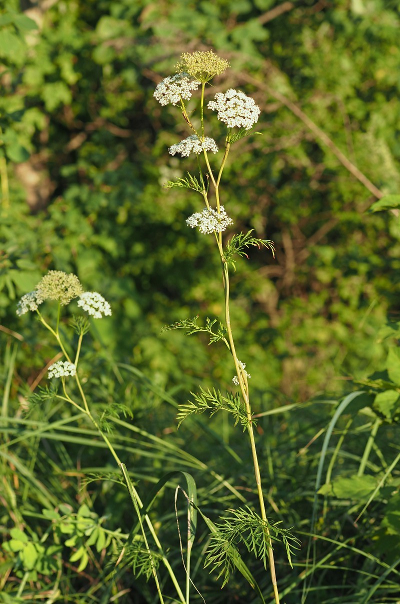 Image of Kadenia dubia specimen.