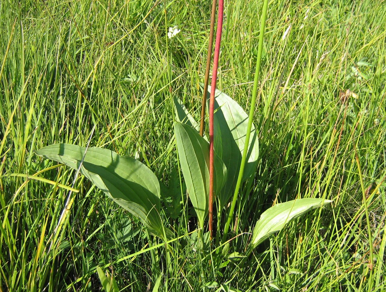 Image of Plantago maxima specimen.