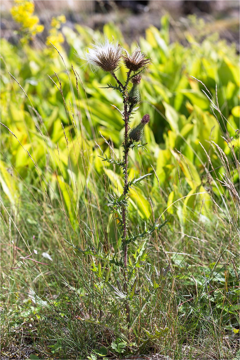 Image of Cirsium vulgare specimen.