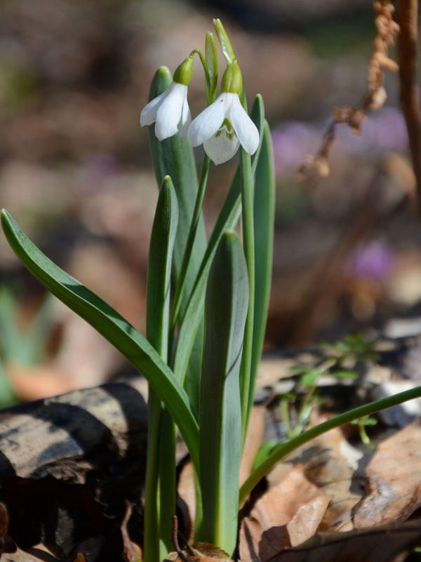 Image of Galanthus caucasicus specimen.