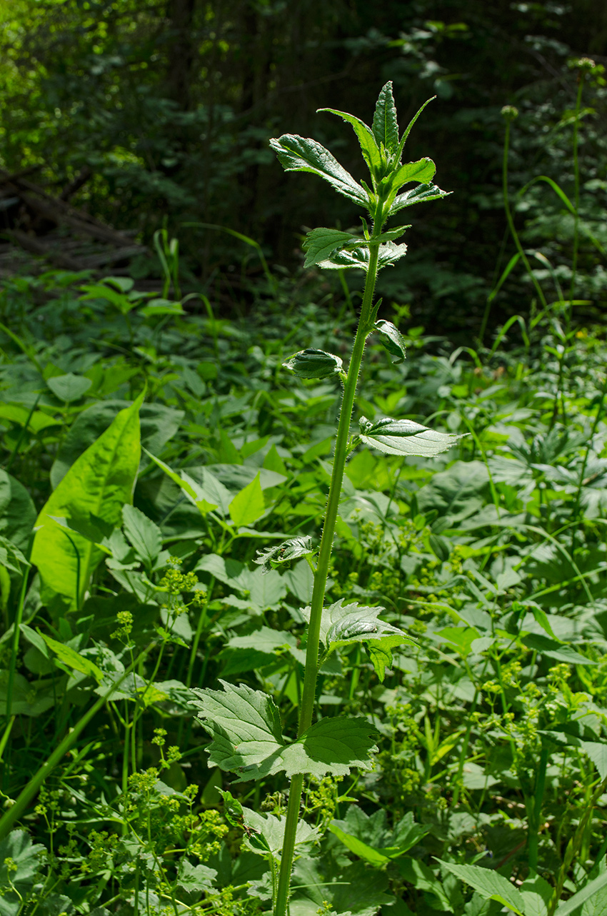 Image of Campanula trachelium specimen.