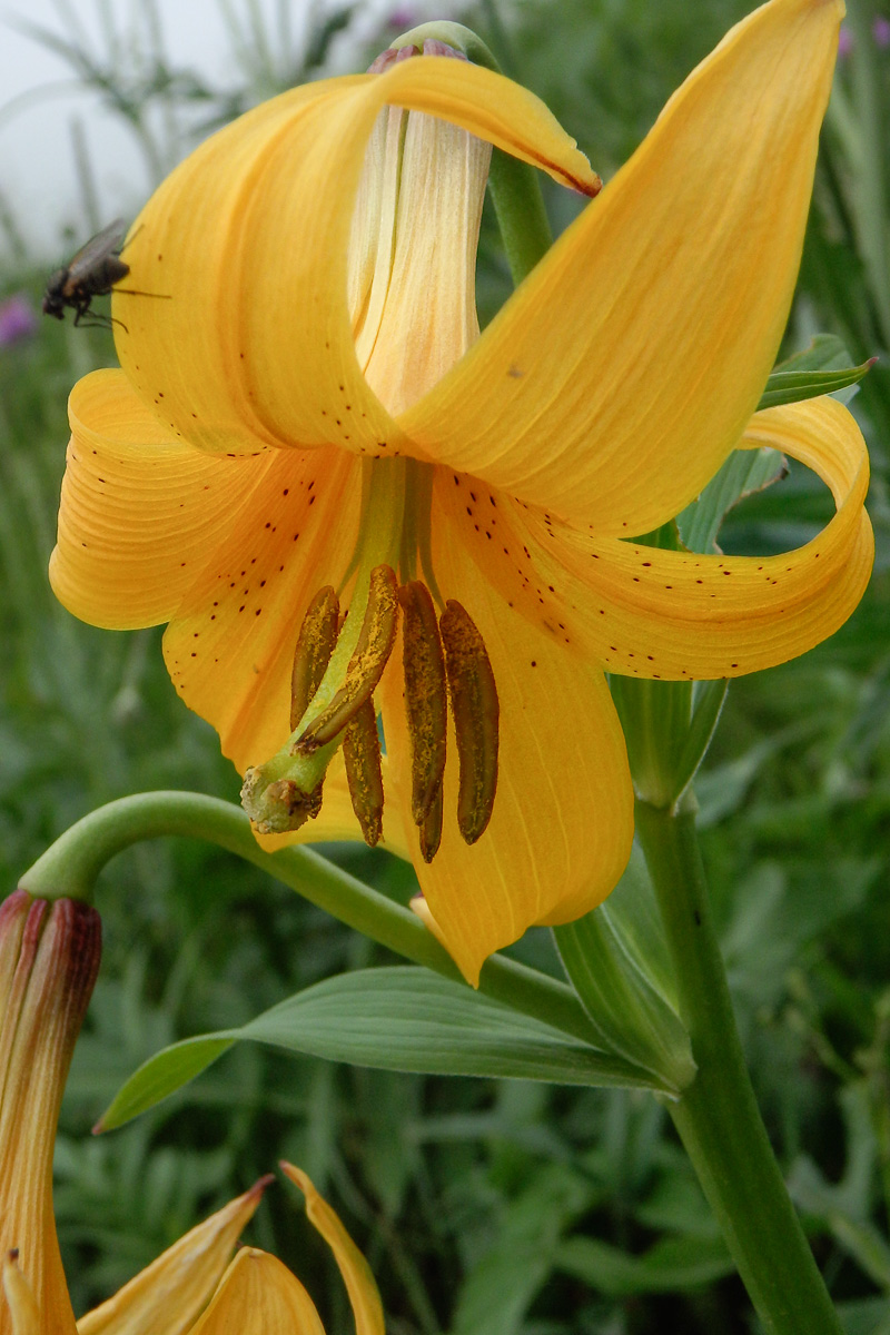 Image of Lilium monadelphum specimen.