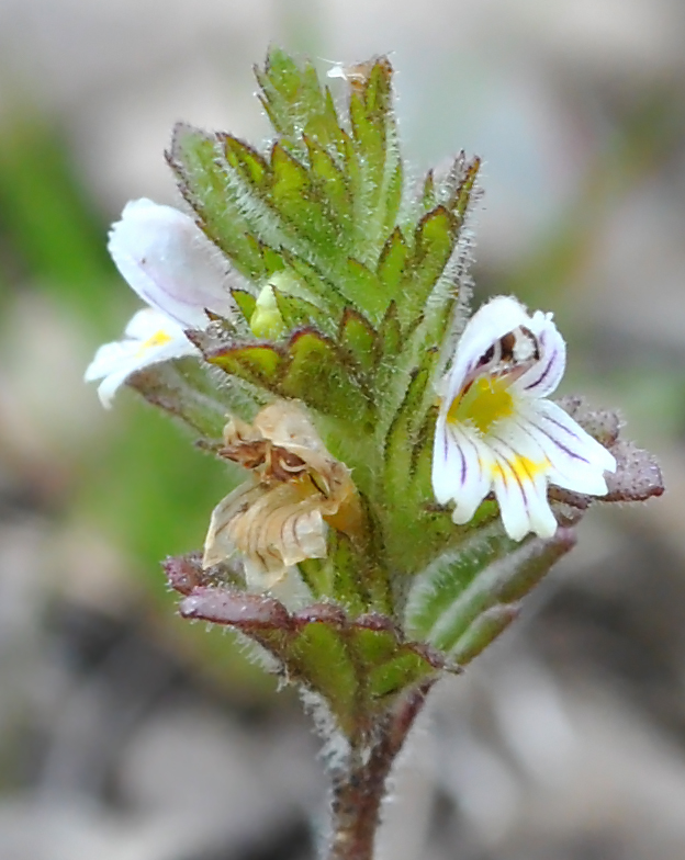 Image of Euphrasia krylovii specimen.