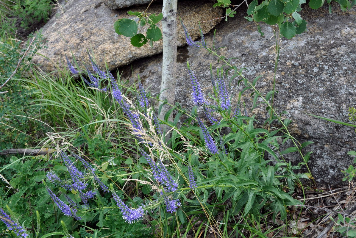 Изображение особи Veronica longifolia.