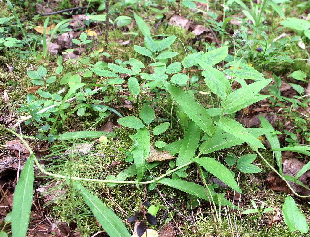 Изображение особи Hieracium tunguskanum.