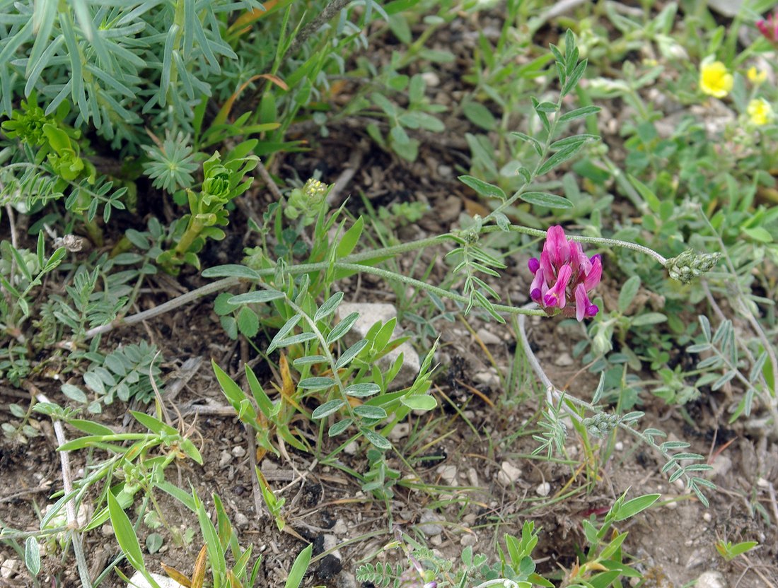 Изображение особи род Astragalus.