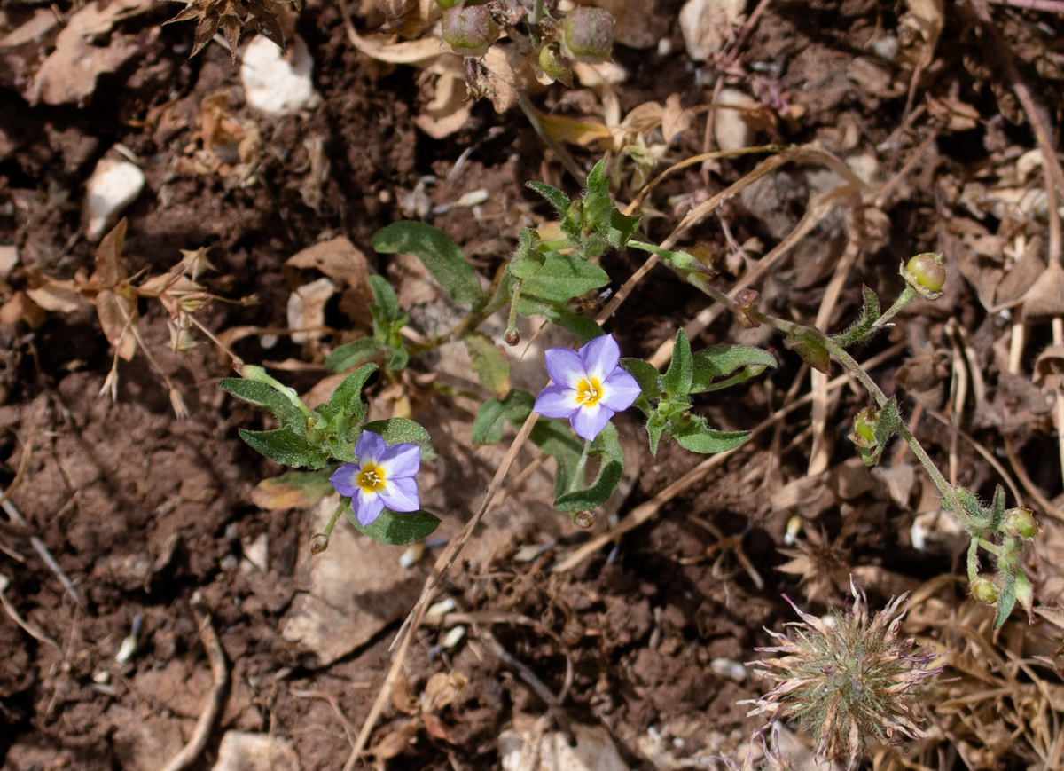 Изображение особи Convolvulus pentapetaloides.