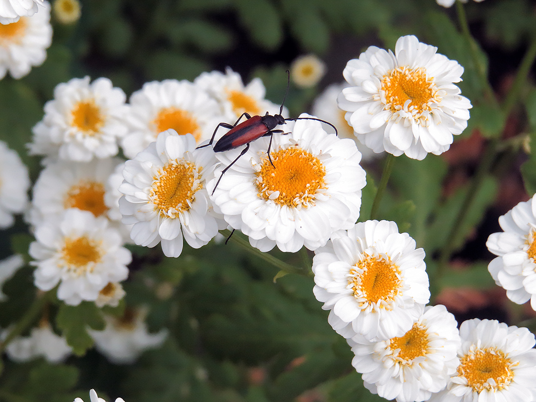 Image of Pyrethrum parthenium specimen.