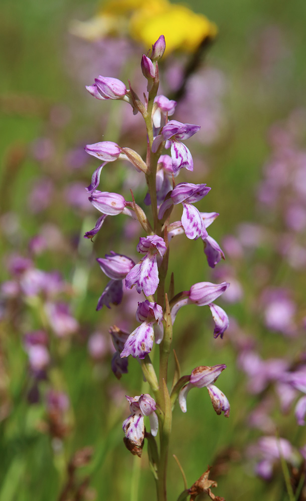 Изображение особи Dactylorhiza iberica.