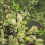 Salix myrsinifolia