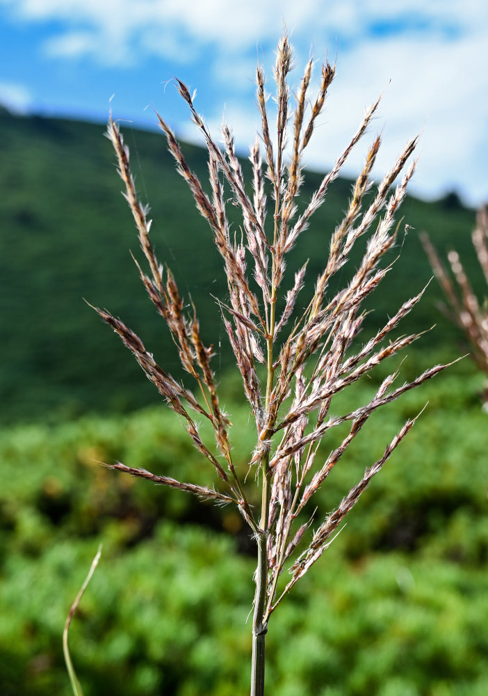 Image of Miscanthus sinensis specimen.