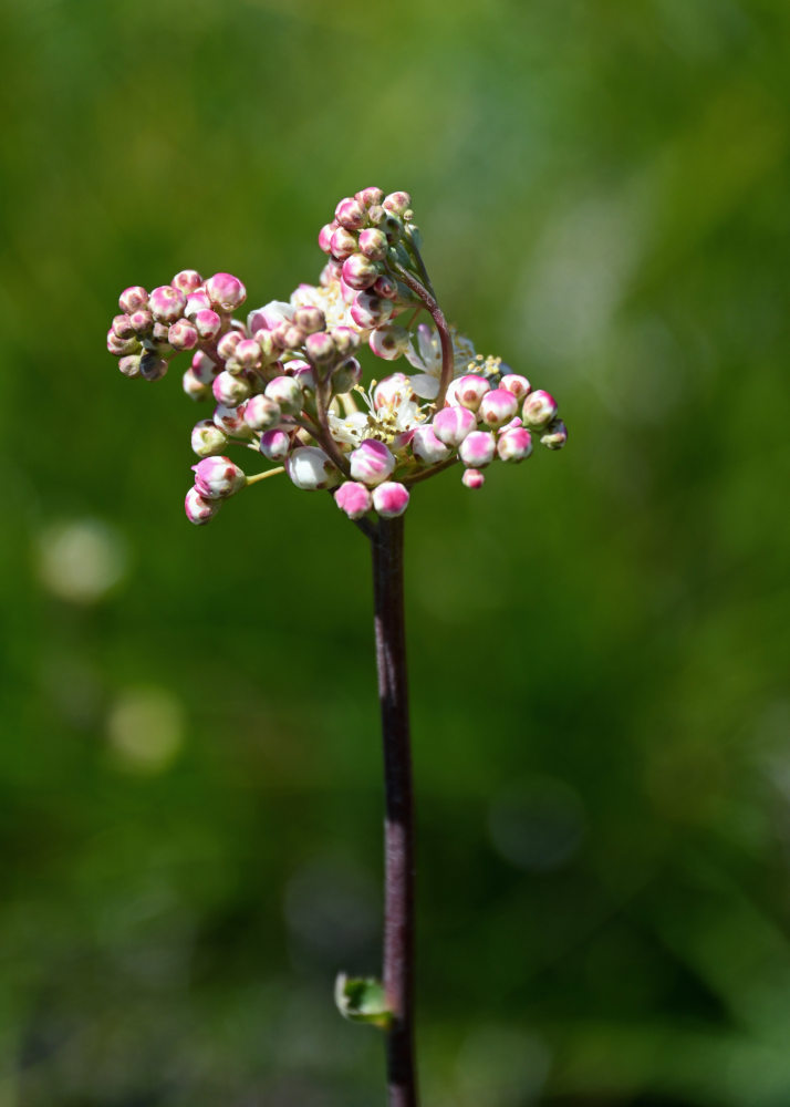 Image of Filipendula vulgaris specimen.