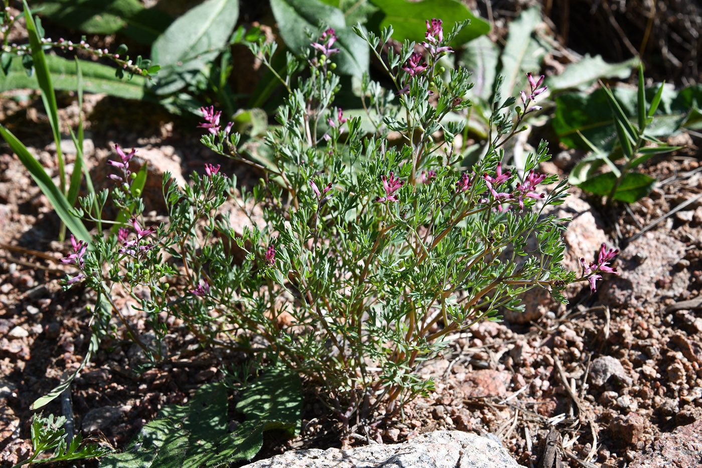 Image of Fumaria vaillantii specimen.