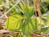 genus Rubus