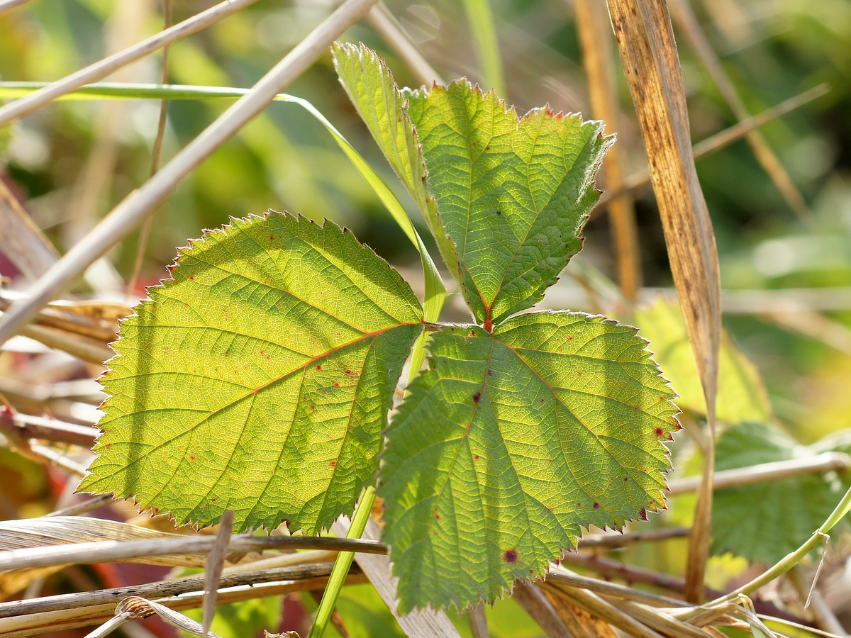 Изображение особи род Rubus.