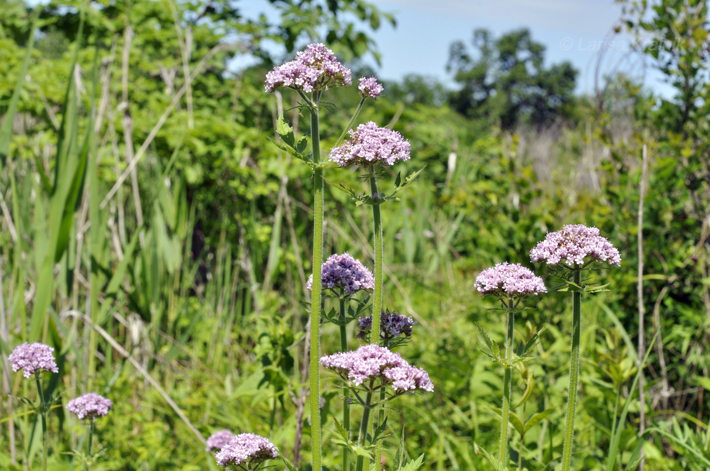 Изображение особи Valeriana amurensis.