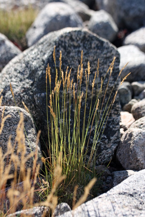 Image of Festuca richardsonii specimen.