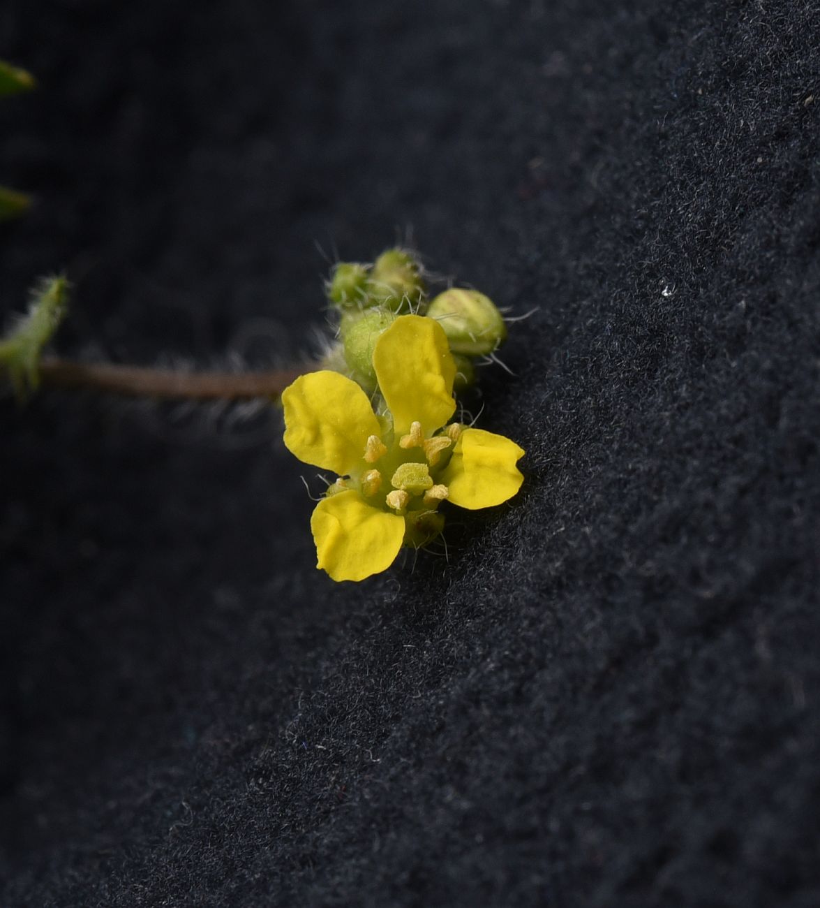 Image of familia Brassicaceae specimen.