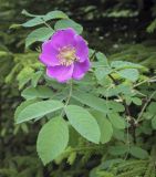 Rosa cinnamomea