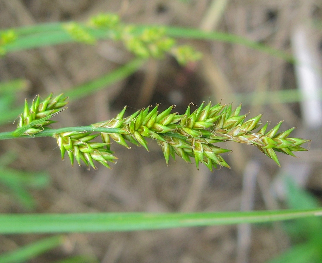 Изображение особи Carex elongata.