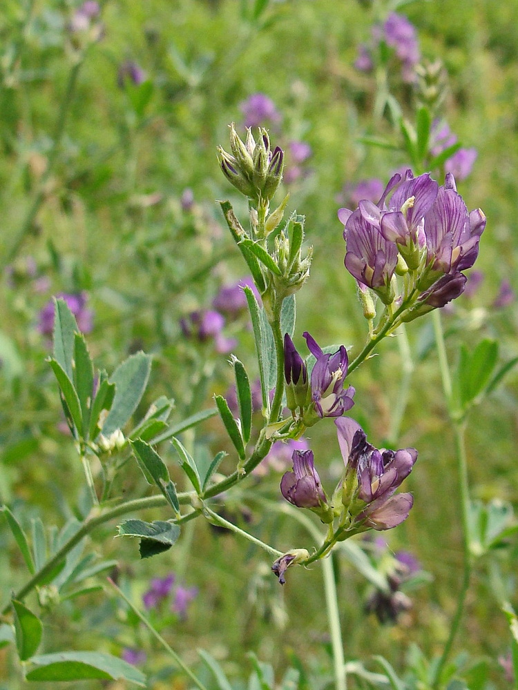 Image of Medicago sativa specimen.