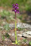 Anacamptis morio подвид caucasica. Цветущее растение (высота — 18 см, длина соцветия — 4 см). Краснодарский край, м/о город-курорт Анапа, окр. с. Варваровка, поляна с можжевельником в дубово-грабовом лесу. 28 апреля 2015 г.