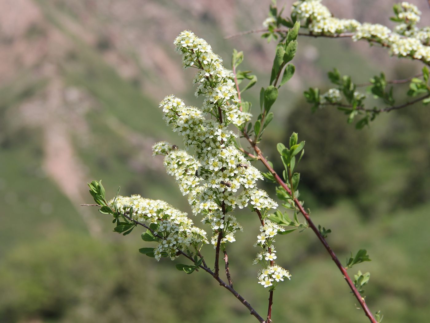 Image of Spiraea hypericifolia specimen.