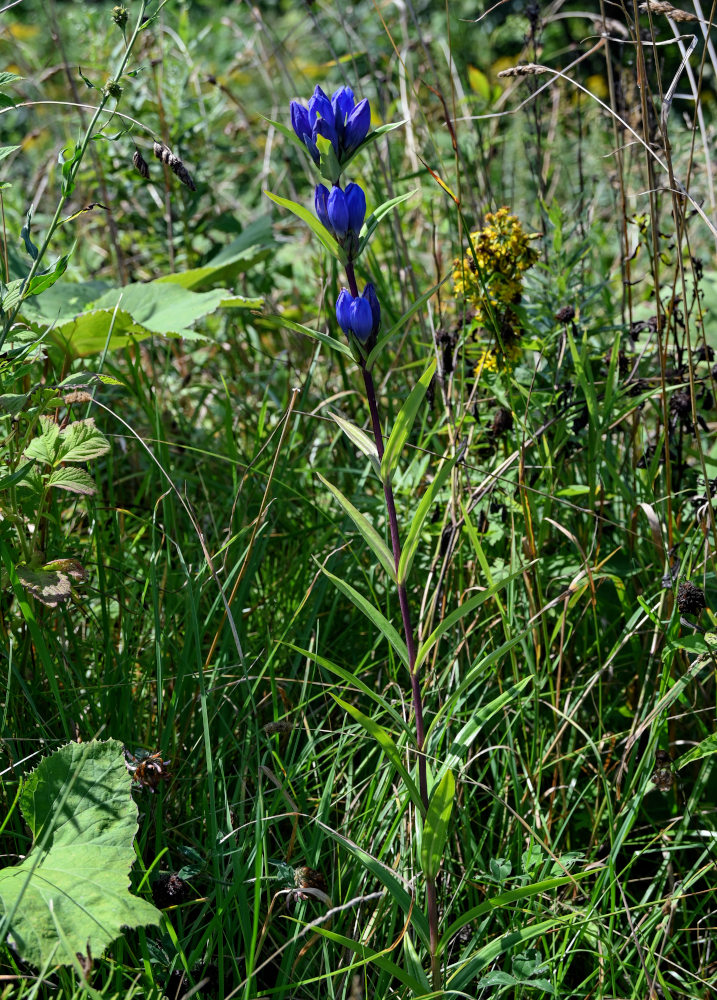 Изображение особи Gentiana triflora.