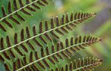 Athyrium monomachii. Часть вайи с сорусами (вид на абаксиальную поверхность). Сахалин, Холмский гор. округ, окр. мыса Слепиковского, подножие лугового склона. 26.08.2023.