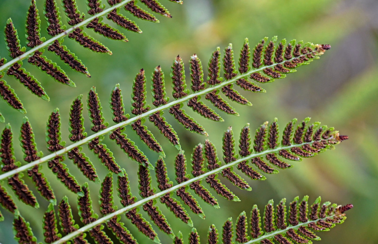 Изображение особи Athyrium monomachii.