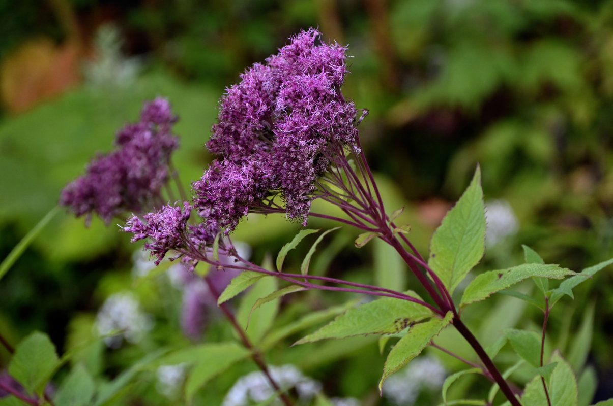 Image of Eupatorium glehnii specimen.