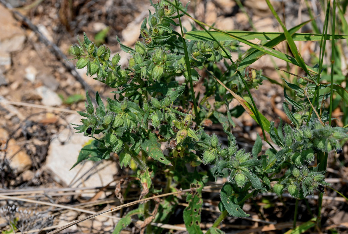 Image of Nonea rossica specimen.