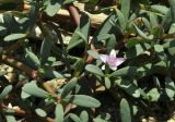 Sesuvium portulacastrum. Верхушки побегов с цветком. Вьетнам, провинция Кханьхоа, окр. г. Нячанг, остров Орхидей (Hoa Lan), сообщество выше полосы прибоя. 07.09.2023.