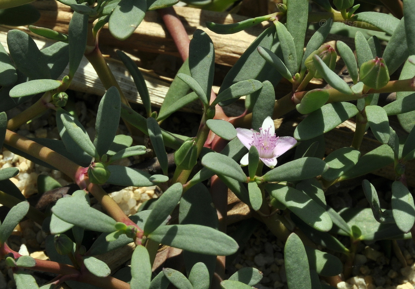 Image of Sesuvium portulacastrum specimen.