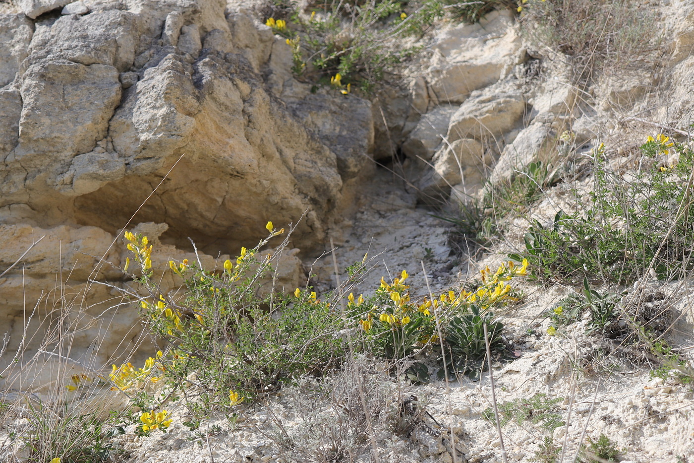 Image of Chamaecytisus ruthenicus specimen.