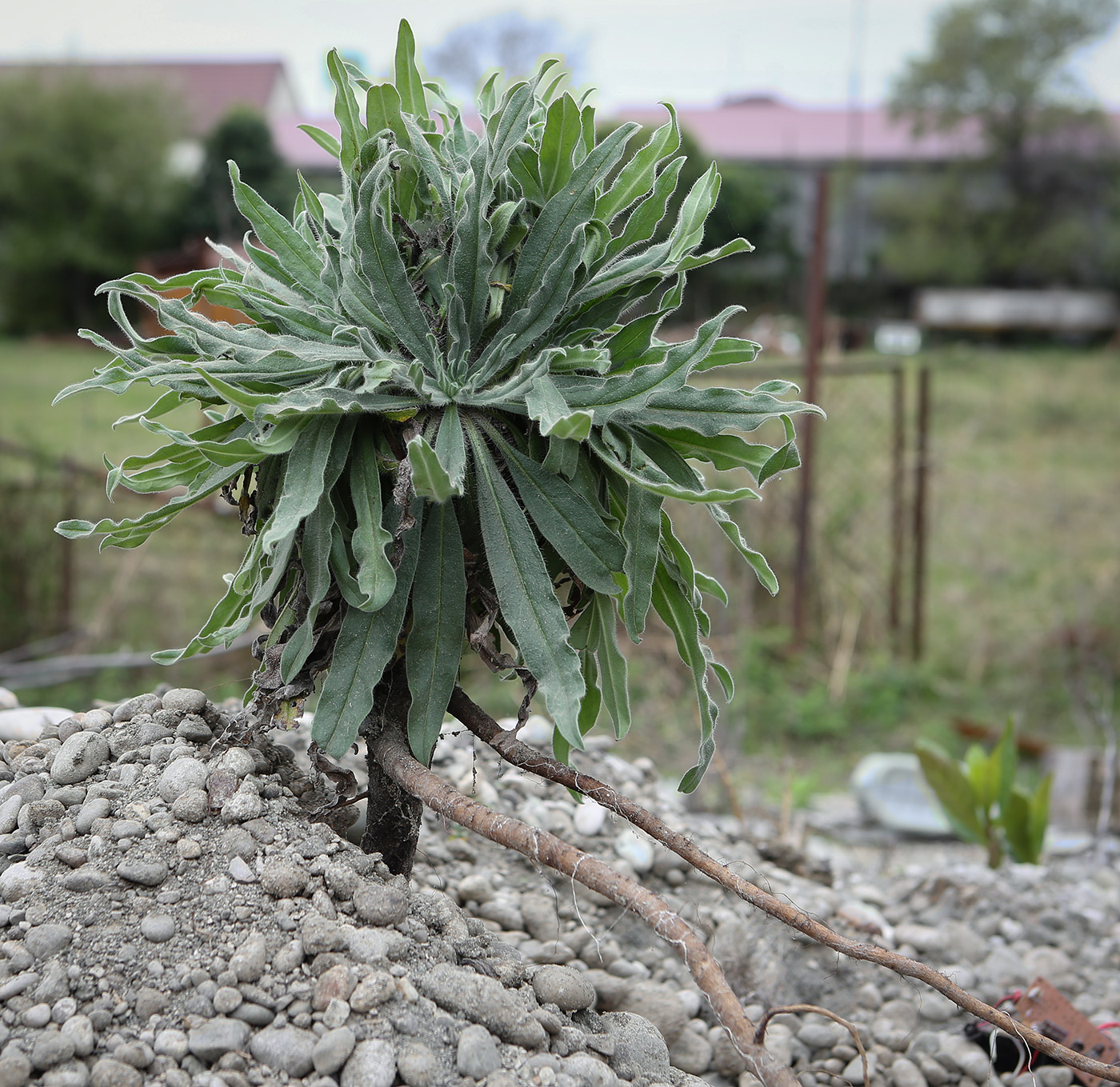 Изображение особи род Echium.