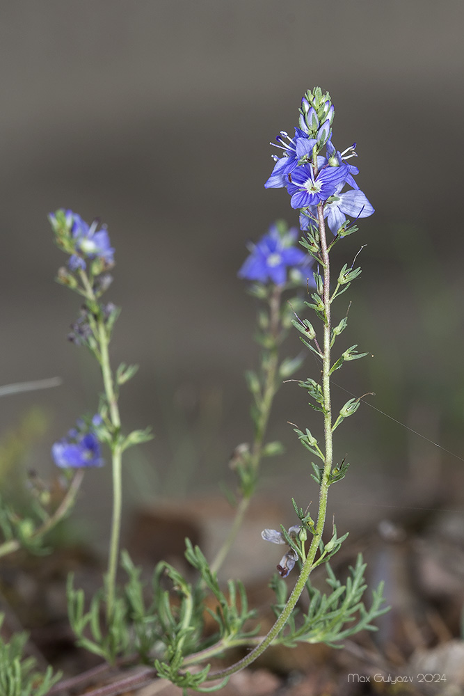 Image of Veronica capsellicarpa specimen.