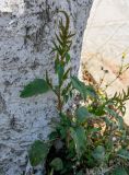 род Amaranthus. Плодоносящее растение (рядом виден участок ствола Platanus). Египет, мухафаза Александрия, г. Александрия, у дороги. 02.05.2023.