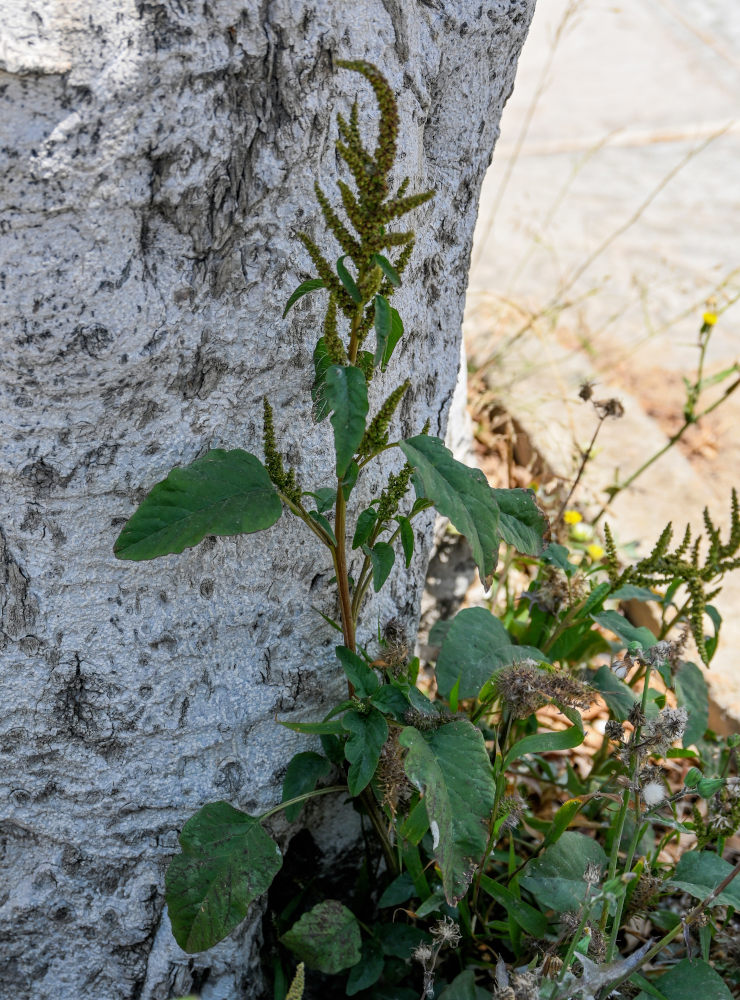 Image of genus Amaranthus specimen.