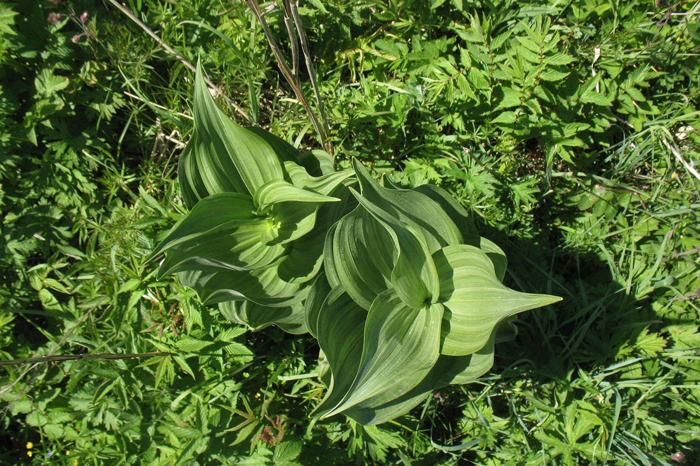 Изображение особи Veratrum lobelianum.