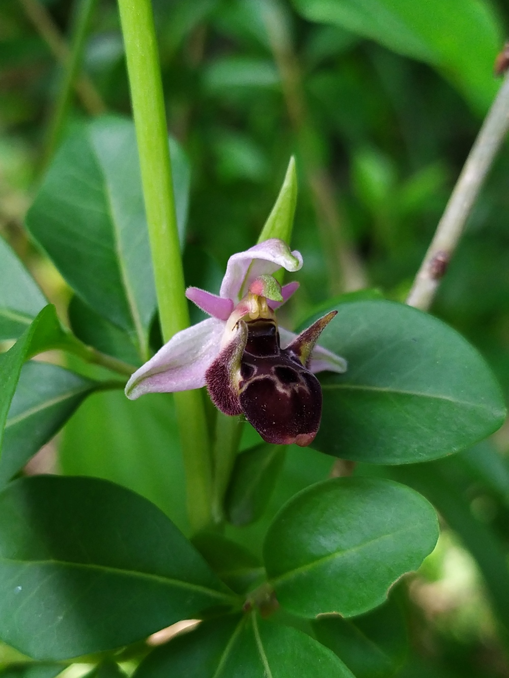 Изображение особи Ophrys oestrifera.