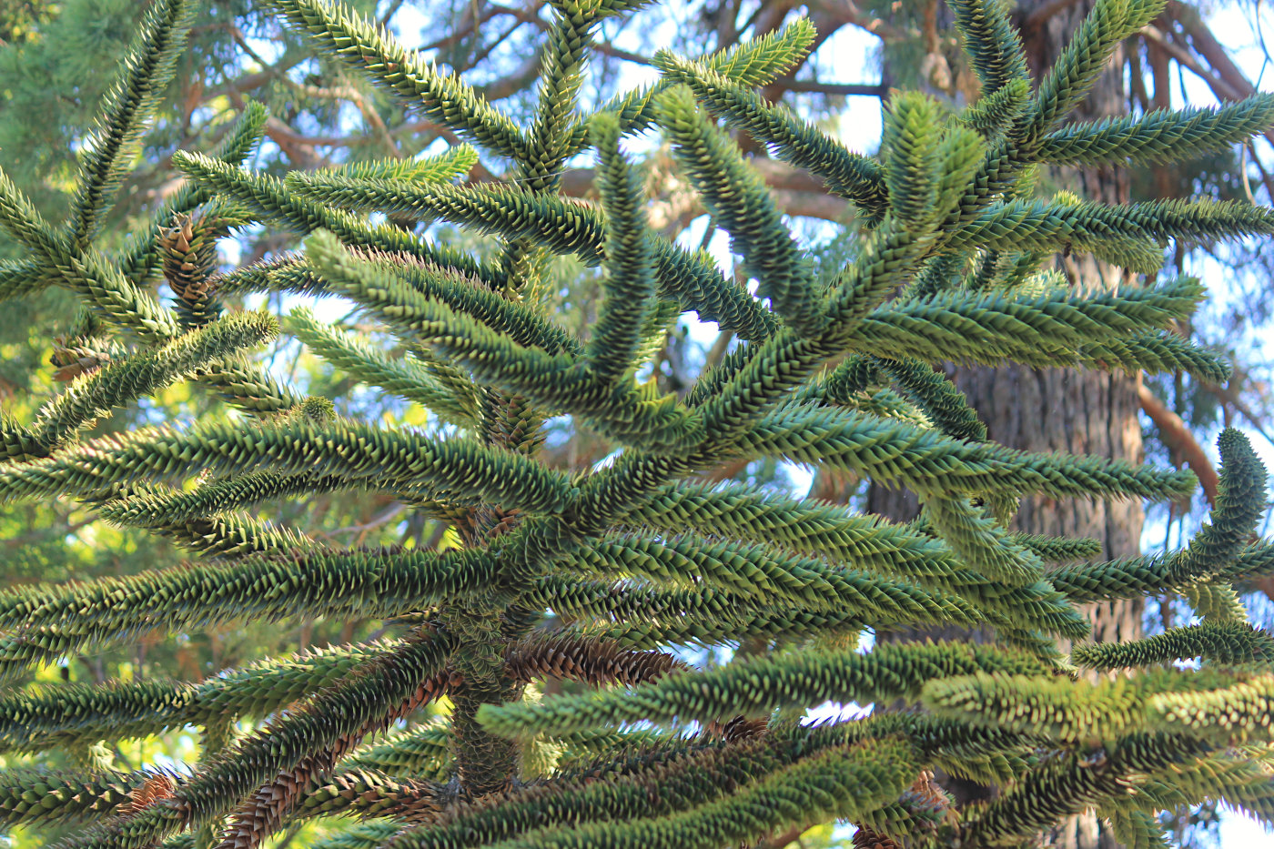 Изображение особи Araucaria araucana.