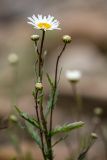 Leucanthemum ircutianum