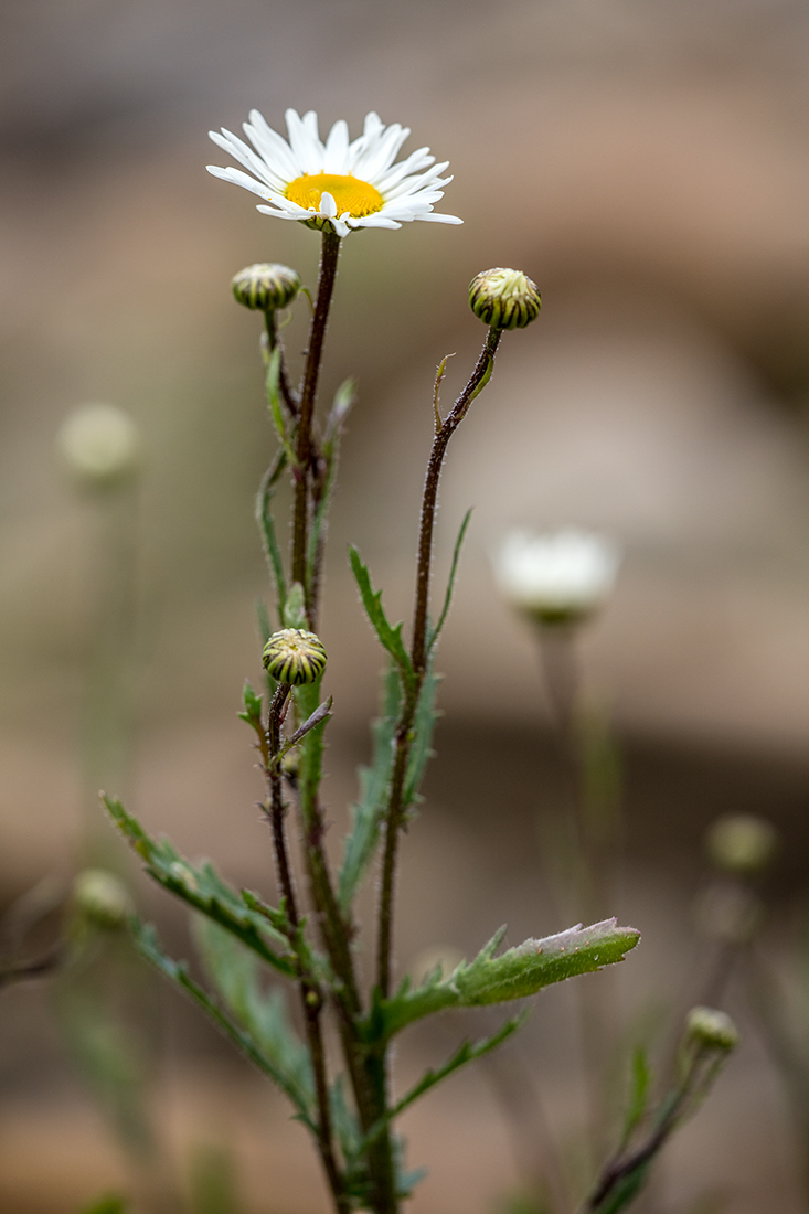 Изображение особи Leucanthemum ircutianum.