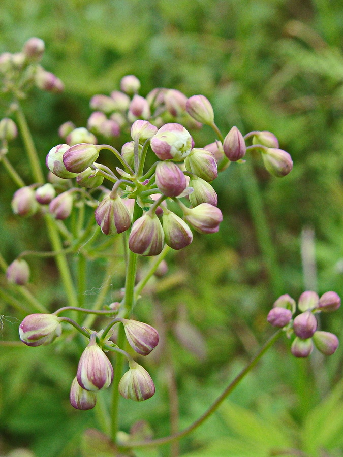 Image of Thalictrum contortum specimen.