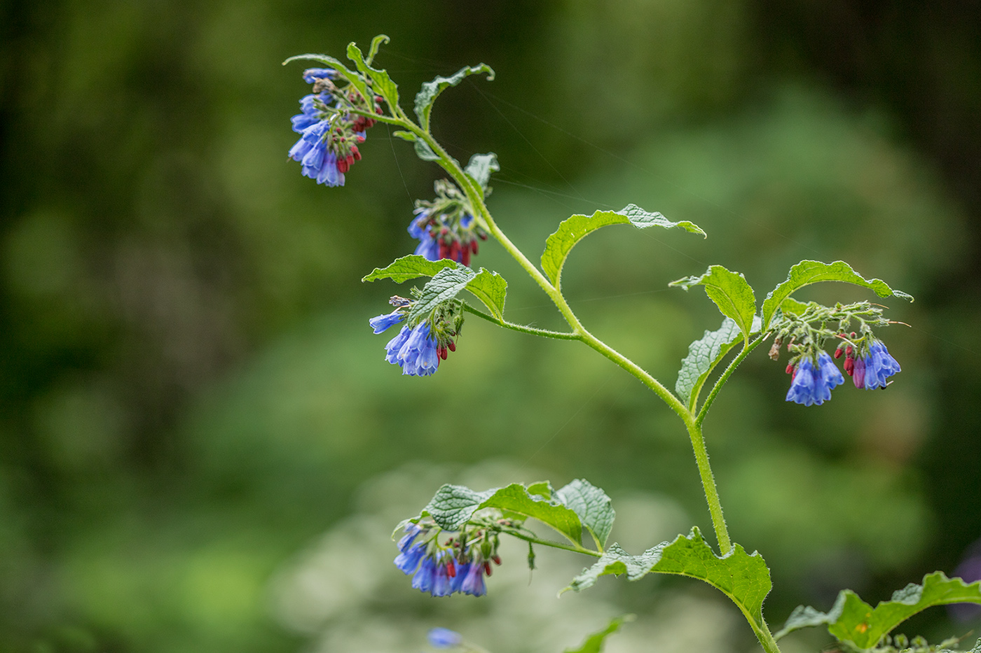 Изображение особи Symphytum asperum.