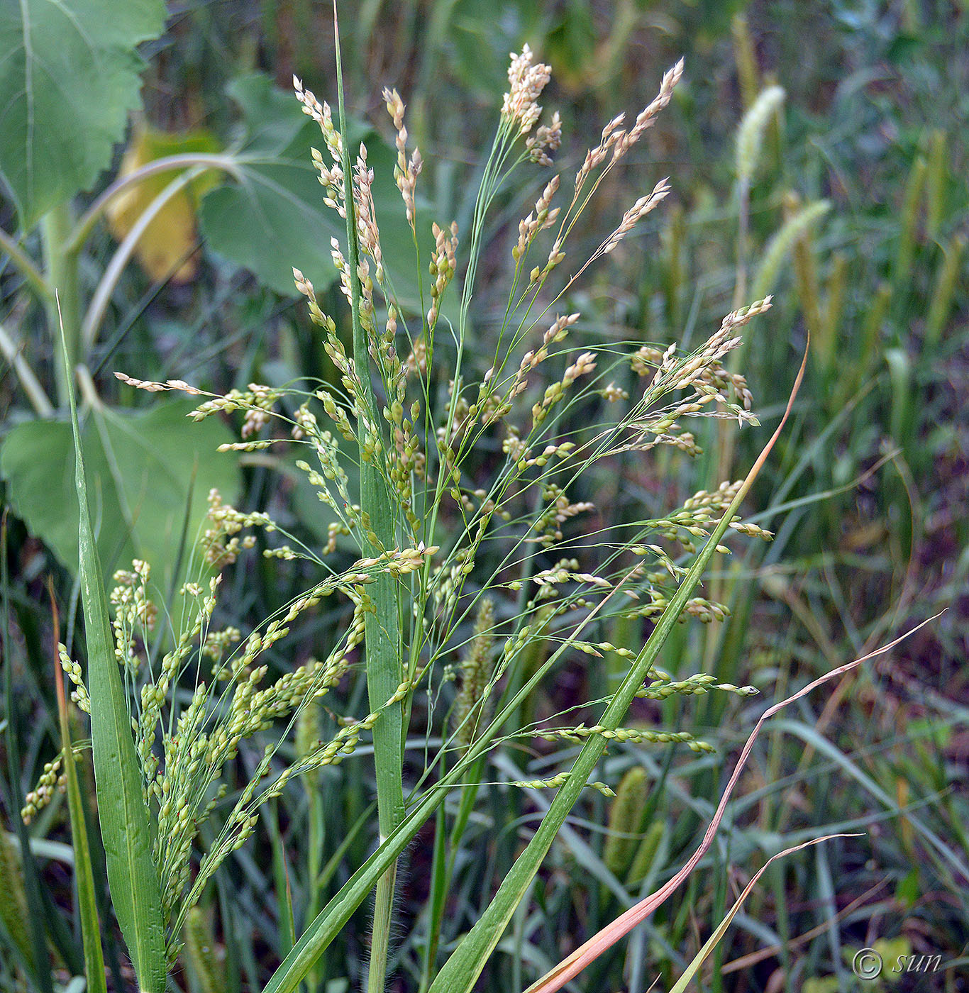 Image of Panicum miliaceum specimen.